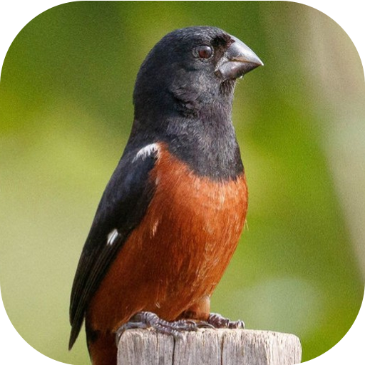 Bullfinch bird singing icon
