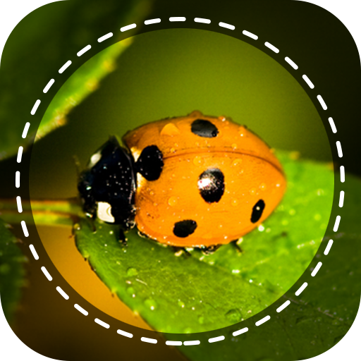 Insect identifier by Photo Cam icon