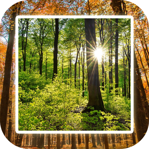 Forest Wallpaper HD icon