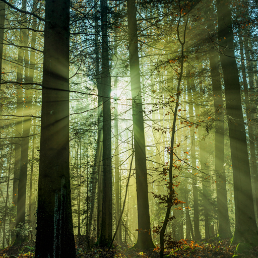 Forest Wallpapers HD icon